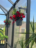 Black classic hangers on dark lanai posts holding baskets of red flowers under blue sky.