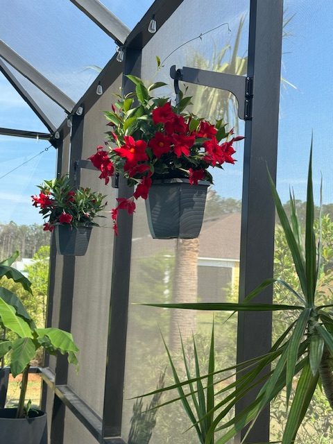 Black classic hangers on dark lanai posts holding baskets of red flowers under blue sky.