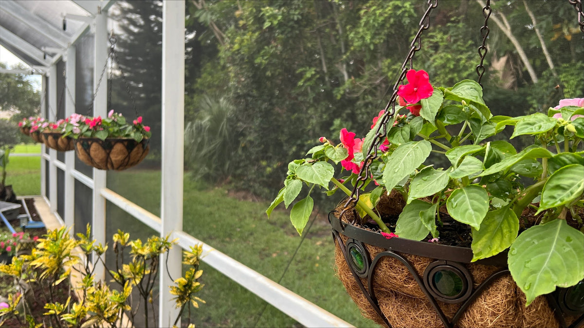 White classic hangers on a white pool-cage rail holding coco-lined baskets of red flowers.
