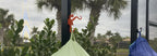 Orange octopus hook on a dark lanai post holding a green bag, palm trees in background.