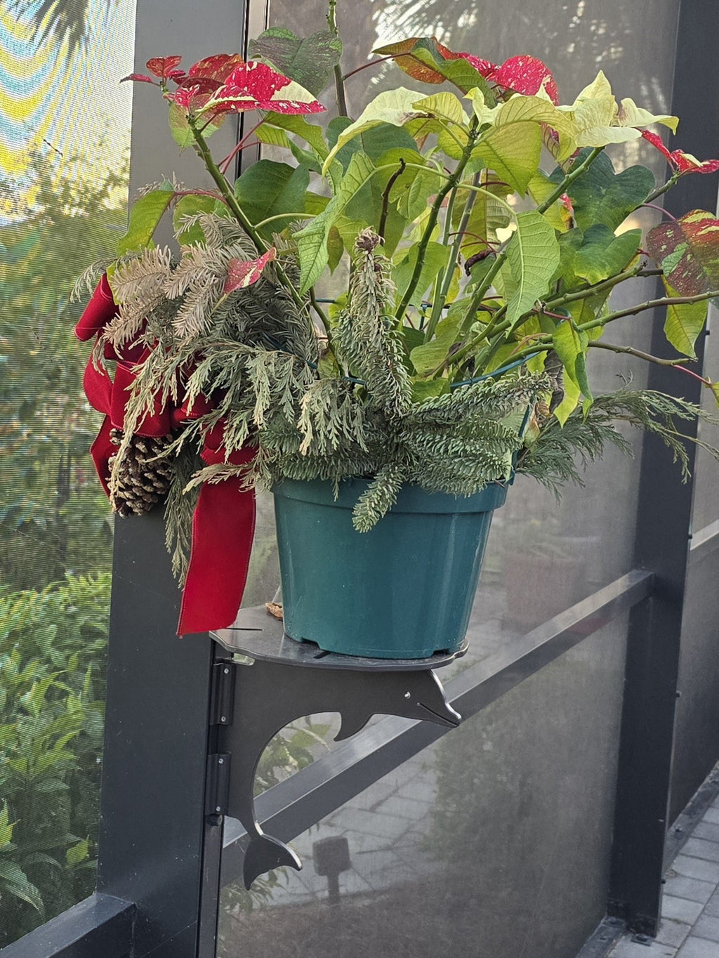 Christmas plant with red flowers in green pot